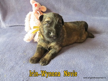 Irin-Wynona Novie, grauw ODH teefje van 2 weken oud